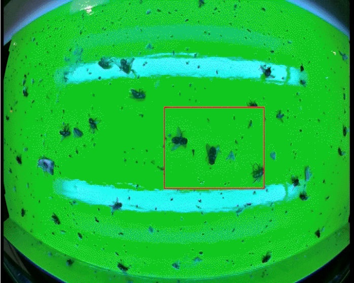 Chameleon_vega_stainless_steel