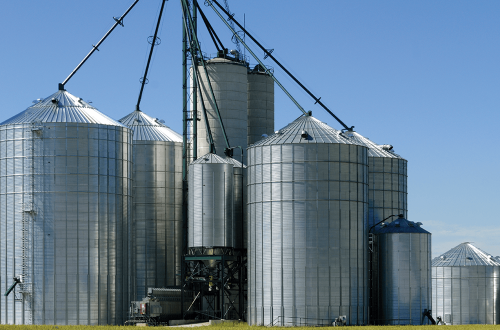 Chameleon_4x4_EX_situ